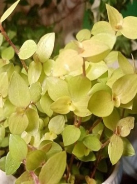 CALLISIA repens 'Gold'
